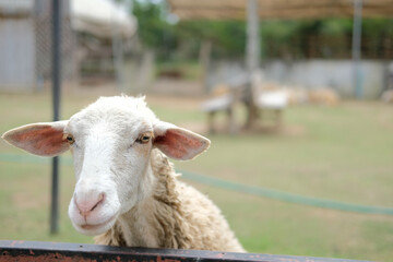 sheep ram ewe in farm farmland