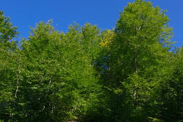 Green leafy trees and blue sky.