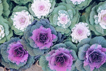 ornamental cabbages decorating in garden. decorative cabbage plant
