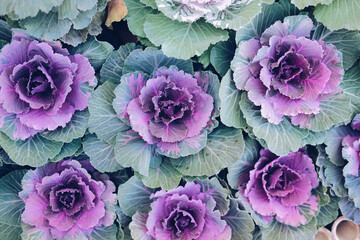 ornamental cabbages decorating in garden. decorative cabbage plant