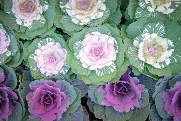 ornamental cabbages decorating in garden. decorative cabbage plant