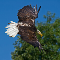 Bald Eagle in flight