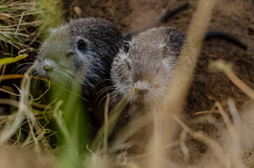 two nutrias are sitting