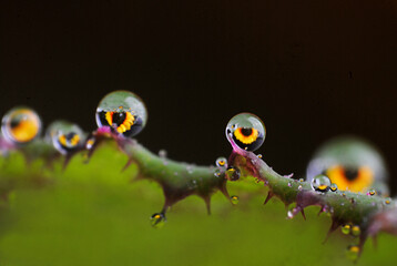 Obraz premium Like the eyes (Water drops n sunflower reflection)