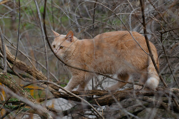 A ginger cat climbs a tree. Street homeless cat.