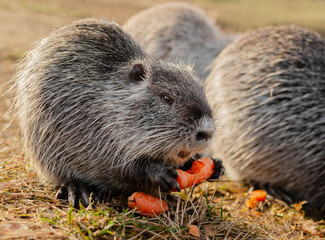 nutria is eating carrot