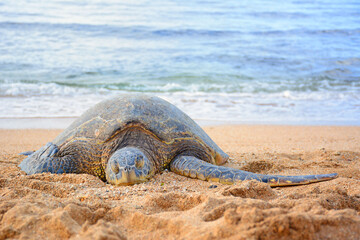 Turtle aka Honu taking a nap on a Hawaiian beach on the Northshore of Oahu, Hawaii. 
