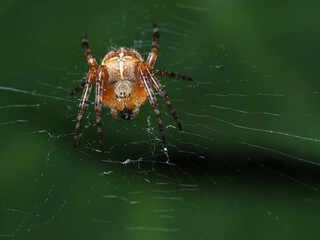Kreuzspinne,  Araneus