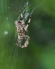 Kreuzspinne,  Araneus