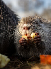 nutria is eating an apple