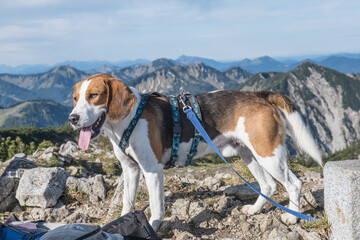 Beagle auf dem Jägerkamp