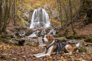Beagle am Josefstaler Wasserfall zur Herbstzeit