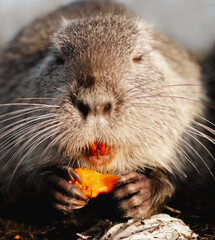 portrait of nutria eating carrot