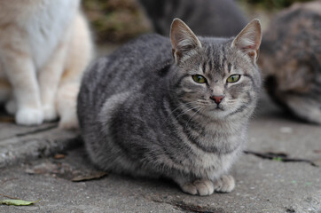 Fototapeta na wymiar A gray cat walks down the street. Street, yard cat.