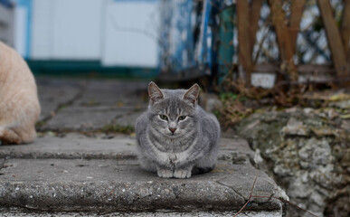 A gray cat walks down the street. Street, yard cat.