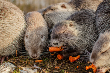 nutria eat carrots