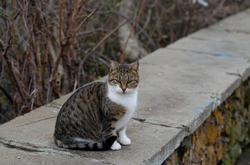 Spotted street cat walks. City yard cat on the grass.