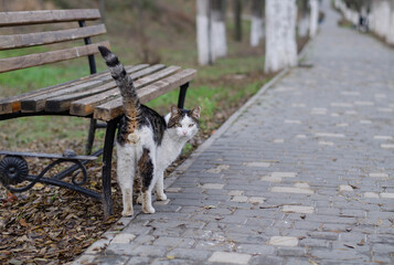 The street cat is walking. Yard spotted cat.