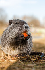 nutria is eating carrot
