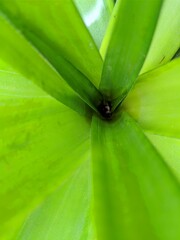 leaf with drops