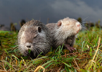nutria is eating grass