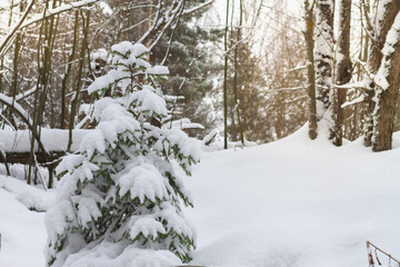 The spruce tree is covered with snow in winter in the forest.