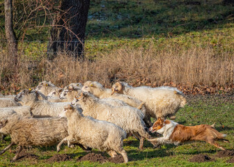 young australian shepherd dog and sheep on a farm - dog is grazing - herding  the sheep