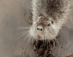 nutria in water
