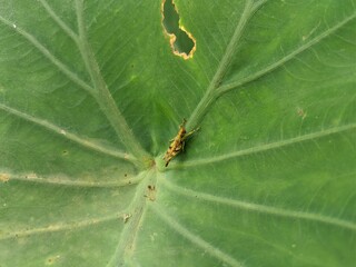 green caterpillar on leaf