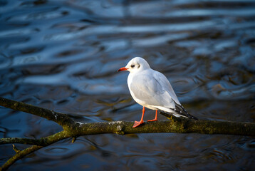 Black-headed gull in winter plumage in Kelsey Park, Beckenham, Greater London. A black-headed gull stands on a branch in Kelsey Park, Beckenham. Black-headed gull (Chroicocephalus ridibundus), UK.