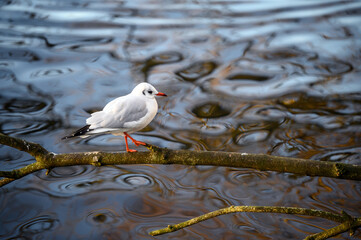 Black-headed gull in winter plumage in Kelsey Park, Beckenham, Greater London. A black-headed gull stands on a branch in Kelsey Park, Beckenham. Black-headed gull (Chroicocephalus ridibundus), UK.