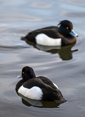 Fototapeta premium Tufted ducks in Kelsey Park, Beckenham, Greater London. Two tufted ducks swim on the lake in Kelsey Park, Beckenham, Kent. Near bird in focus, rear bird out of focus. Tufted duck (Aythya fuligula), UK