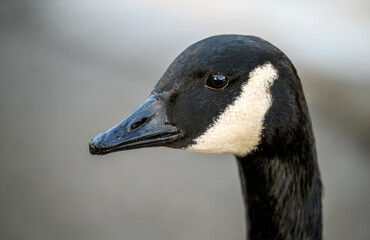 Close up of the head of a Canada goose in Kelsey Park, Beckenham, Greater London. There are many...