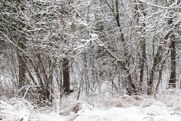 trees in snow