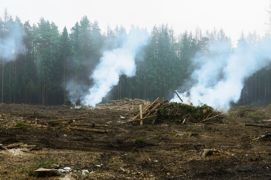 Sanitary felling of trees infected with eight teeth-typographus (IPS typographus). Moscow oblast. Russia.