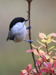 willow tit