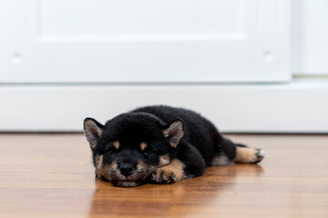 A Shiba Inu puppy lying in the room. Shiba inu sleep on wood floor.