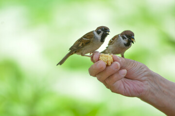 食事中のすずめ