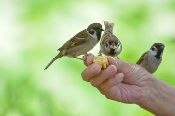 食事中のすずめ