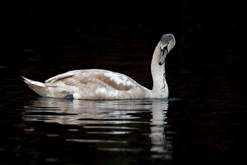 A juvenile mute swan (Cygnus olor) swimming and foraging in the dark .