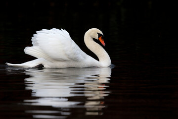 An adult mute swan (Cygnus olor) swimming and foraging in the dark .