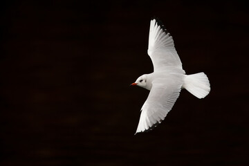 A black-headed gull (Chroicocephalus ridibundus) flying with spread wings in front of a black background.