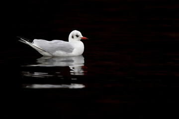 A black-headed gull (Chroicocephalus ridibundus) swimming and forgaging in the dark. 
