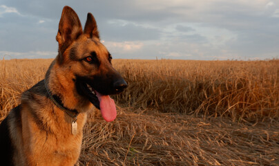 German shepherd posing on the background of ripe wheat spikelets