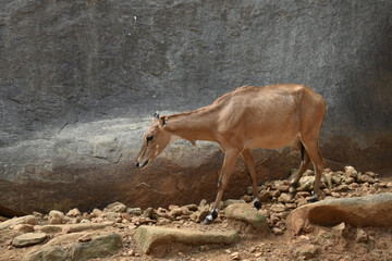 The nilgai or blue bull is the largest Asian antelope and is ubiquitous across the northern Indian subcontinent