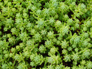 Green moss close up beautiful texture with good outdoor light