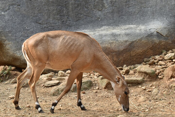 The nilgai or blue bull is the largest Asian antelope and is ubiquitous across the northern Indian subcontinent
