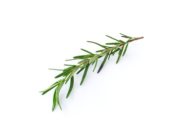 Fresh rosemary on white