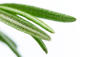 Fresh rosemary on white
