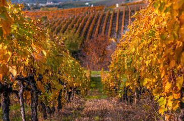 Fototapeta premium Tokaj, Hungary - The world famous Hungarian vineyards of Tokaj wine region, taken on a warm, golden glowing autumn morning. Warm autumn colors, selective focus